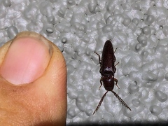 Dicrepidius corvinus