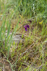 Gladiolus atroviolaceus
