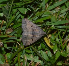 Phalaenostola hanhami