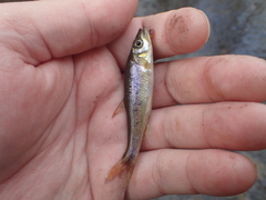 Clinostomus funduloides