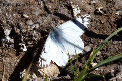 Phulia nymphula