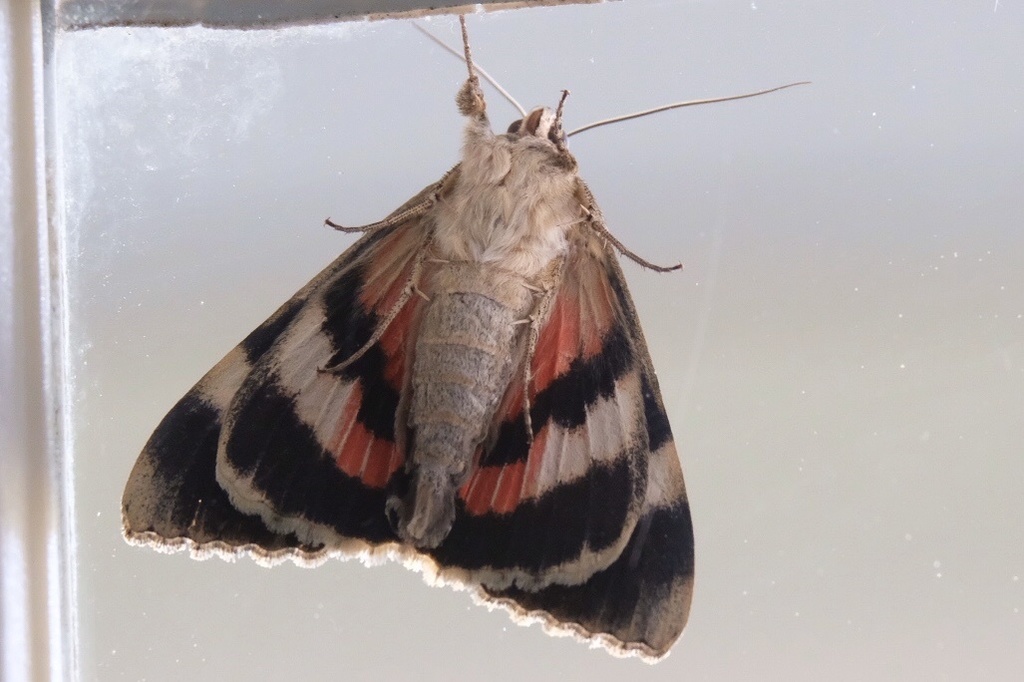 Joined Underwing