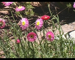 Rhodanthe chlorocephala