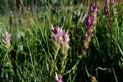 Castilleja lassenensis
