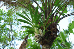 Catasetinae