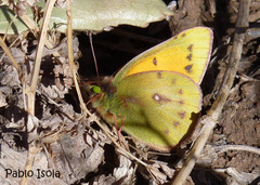 Colias vauthierii