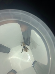 Dasymutilla magna