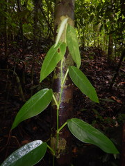 Anadendrum microstachyum