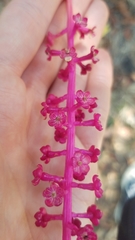 Phytolaccaceae