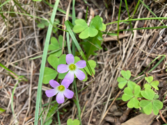 Oxalis metcalfei