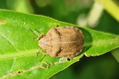 Eurygaster testudinaria