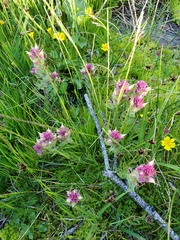 Castilleja lassenensis
