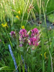 Castilleja lassenensis