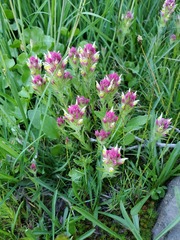 Castilleja lassenensis