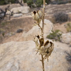 Yucca angustissima toftiae