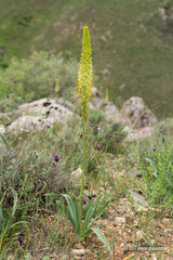 Eremurus spectabilis