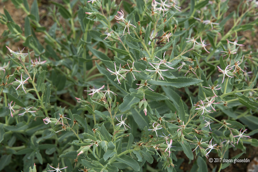 Caccinia