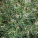 Caccinia macranthera - Photo 由 Shayan Ghiaseddin 所上傳的 (c) Shayan Ghiaseddin，保留部份權利CC BY-NC-SA