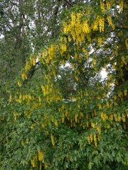 Laburnum