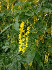 Laburnum