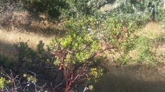 Arctostaphylos montereyensis