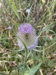 Dipsacus fullonum