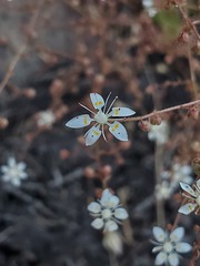 Micranthes bryophora