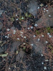 Micranthes bryophora