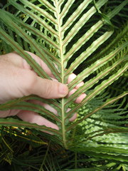 Blechnum brasiliense