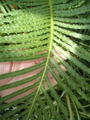 Blechnum brasiliense