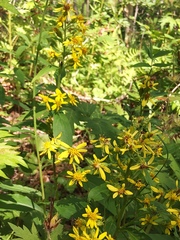 Solidago cuprea