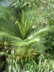 Blechnum brasiliense