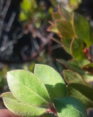 Arctostaphylos montereyensis