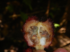 Amomum