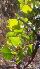 Arctostaphylos montereyensis