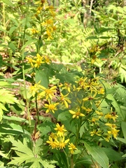 Solidago cuprea