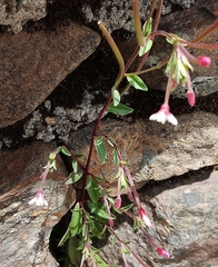 Epilobium hohuanense
