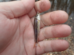 Clinostomus funduloides