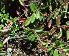Epilobium hohuanense
