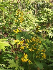 Solidago cuprea