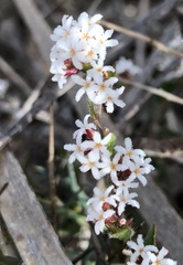 Leucopogon concurvus