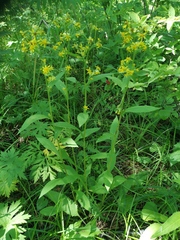 Solidago cuprea