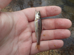 Clinostomus funduloides