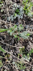 Pimelea prostrata