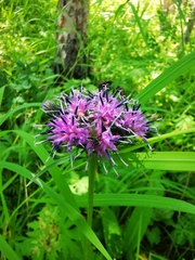 Saussurea pseudotilesii