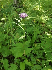 Saussurea pseudotilesii