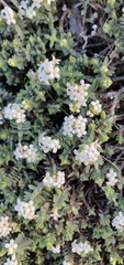 Pimelea prostrata