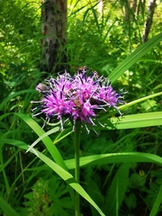 Saussurea pseudotilesii