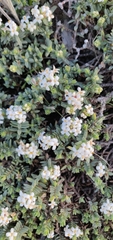 Pimelea prostrata