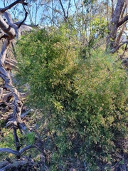 Clematis leptophylla